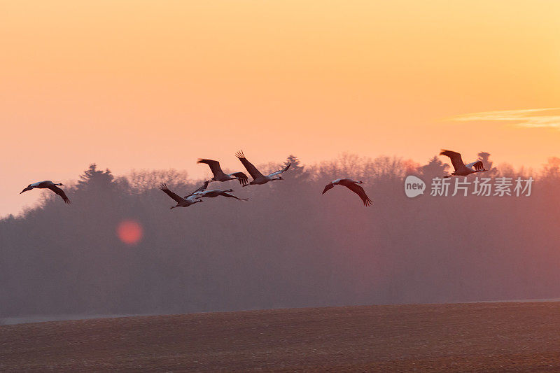 一组普通的起重机(Grus Grus)在夕阳下飞行